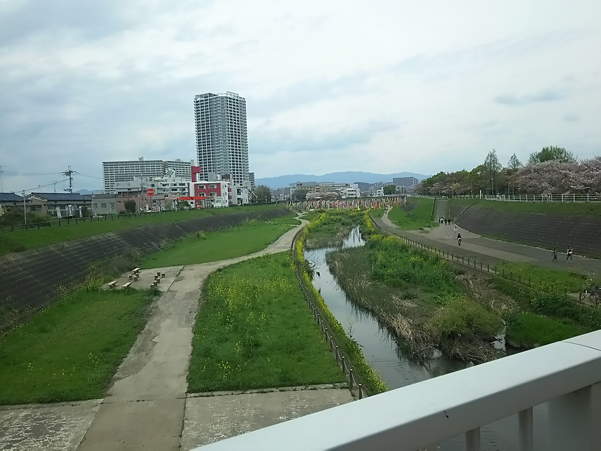 20150412_摂津大正川　鯉のぼり